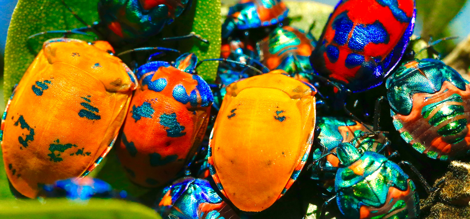 beetles